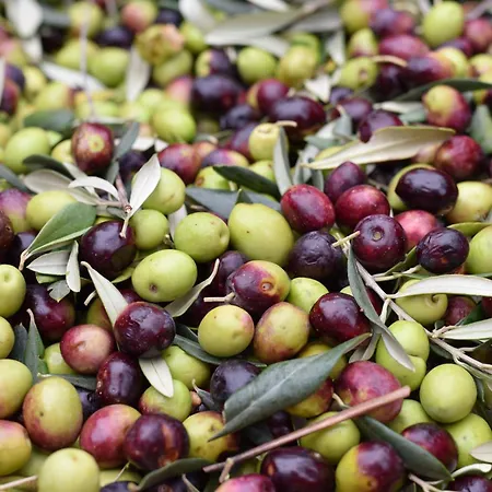 Villa Istrian Embrace - Carla Istrska Hisa *