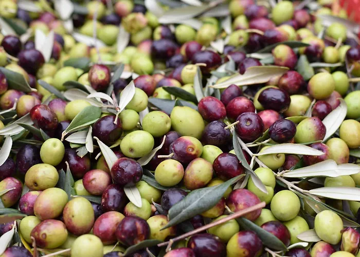 Villa Istrian Embrace - Carla Istrska Hisa *